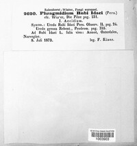 Phragmidium bulbosum image